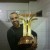 tiagosousacampeaoeuropeudeclubes