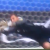 rui patricio portugal mexico taça das confederações 2017