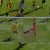 rafael defendi paços de ferreira boavista primeira liga 2017-2018
