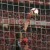 odisseas vlachodimos benfica tondela primeira liga 2018 2019 guarda-redes